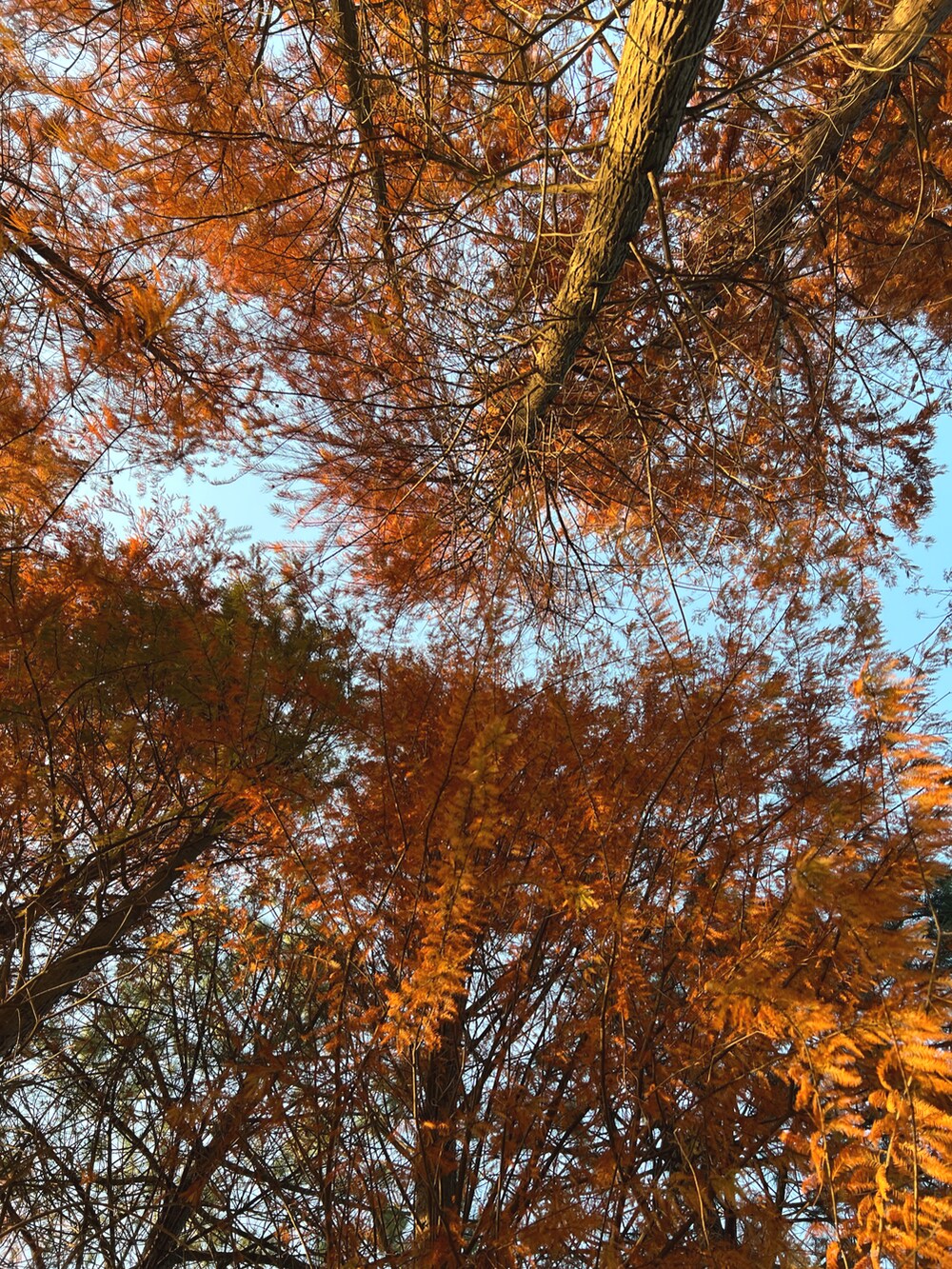 ブラック系のダウンジャケット/コート、ブラウン系のハンチング/ベレー帽を着用したレディースの冬コーディネートの3枚目の写真