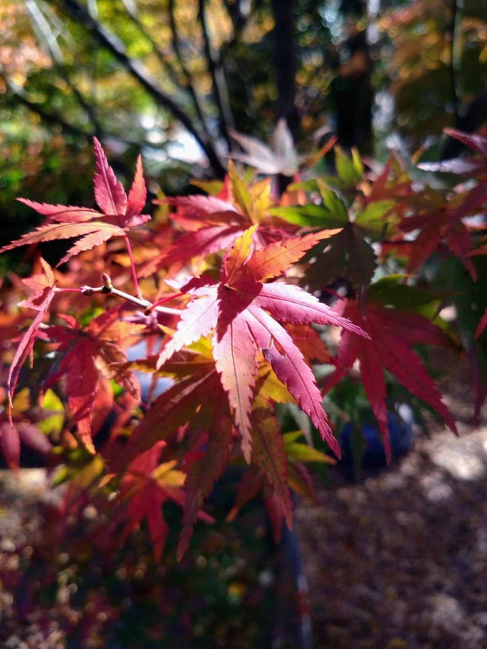 ブラック系のパンツ、パープル系のトップス、その他のブルゾンを着用したメンズの秋コーディネートの2枚目の写真