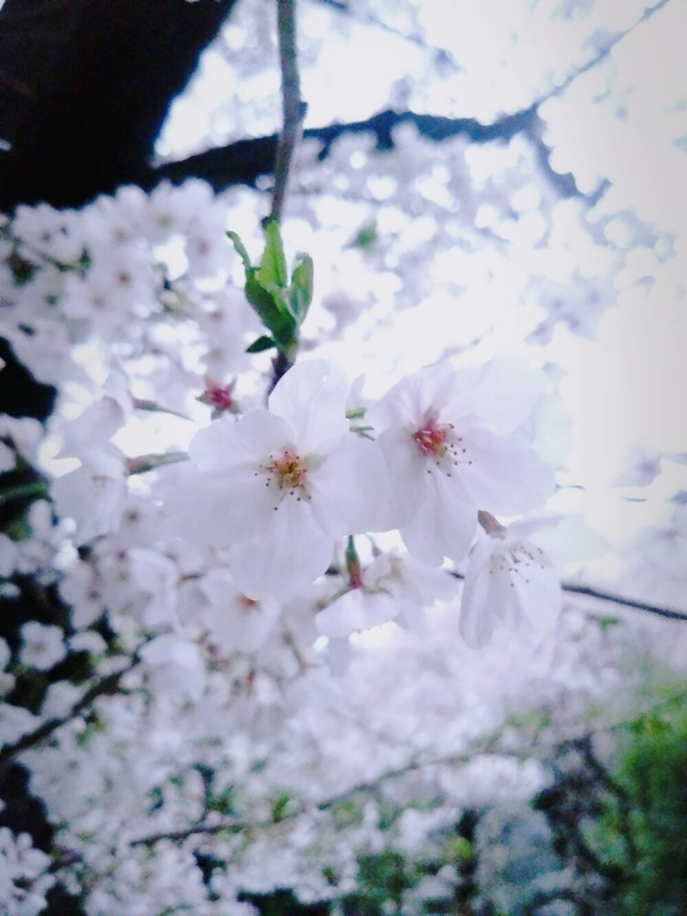 ブラック系のパンツ、グレー系のシャツ/ブラウス、ホワイト系のベストを着用したメンズの春コーディネートの4枚目の写真