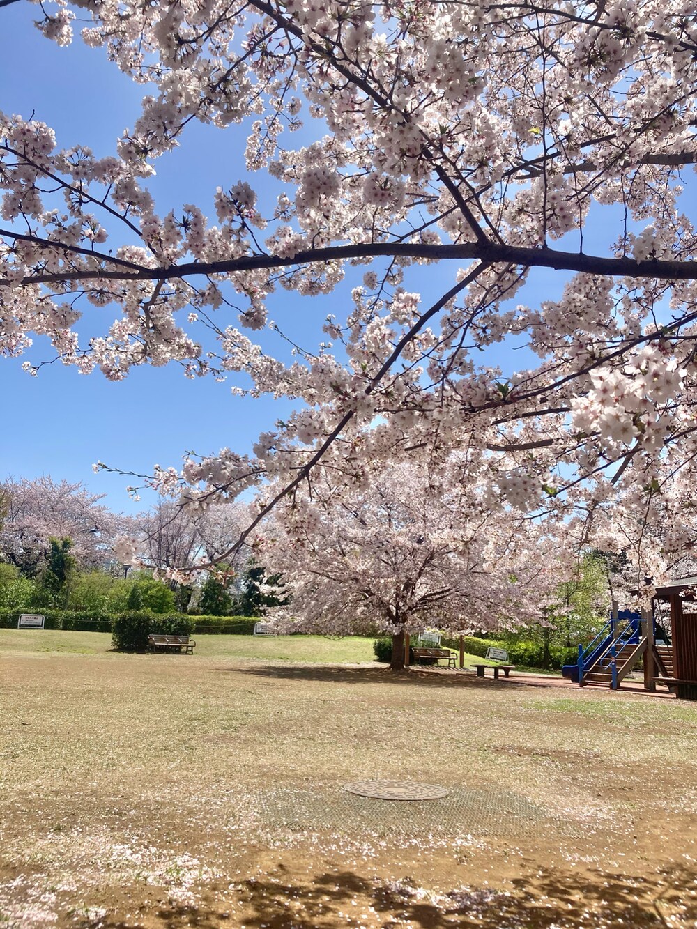 ブラック系のワンピースを着用したレディースの春コーディネートの3枚目の写真