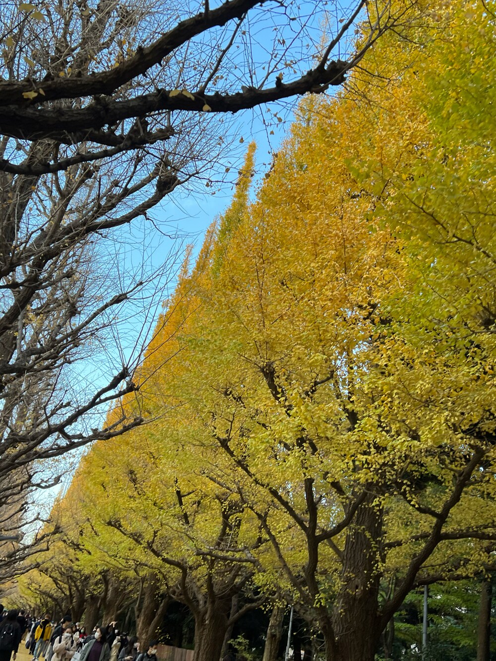 「カジュアル、ハイネック、休日スタイル、お出かけコーデ、大人コーデ、モード、厚底シューズ、パンツスタイル、ゆったりコーデ、秋冬コーデ、イチョウ並木、プードルコート、外苑前、マイベストコーデ2021」｜「my nailのアイテム（マニキュア/ジェルネイル、ブラウン系）」を使った、𝙮𝙪𝙠𝙖 さん（レディース・150cm）の冬コーディネートの2枚目の写真