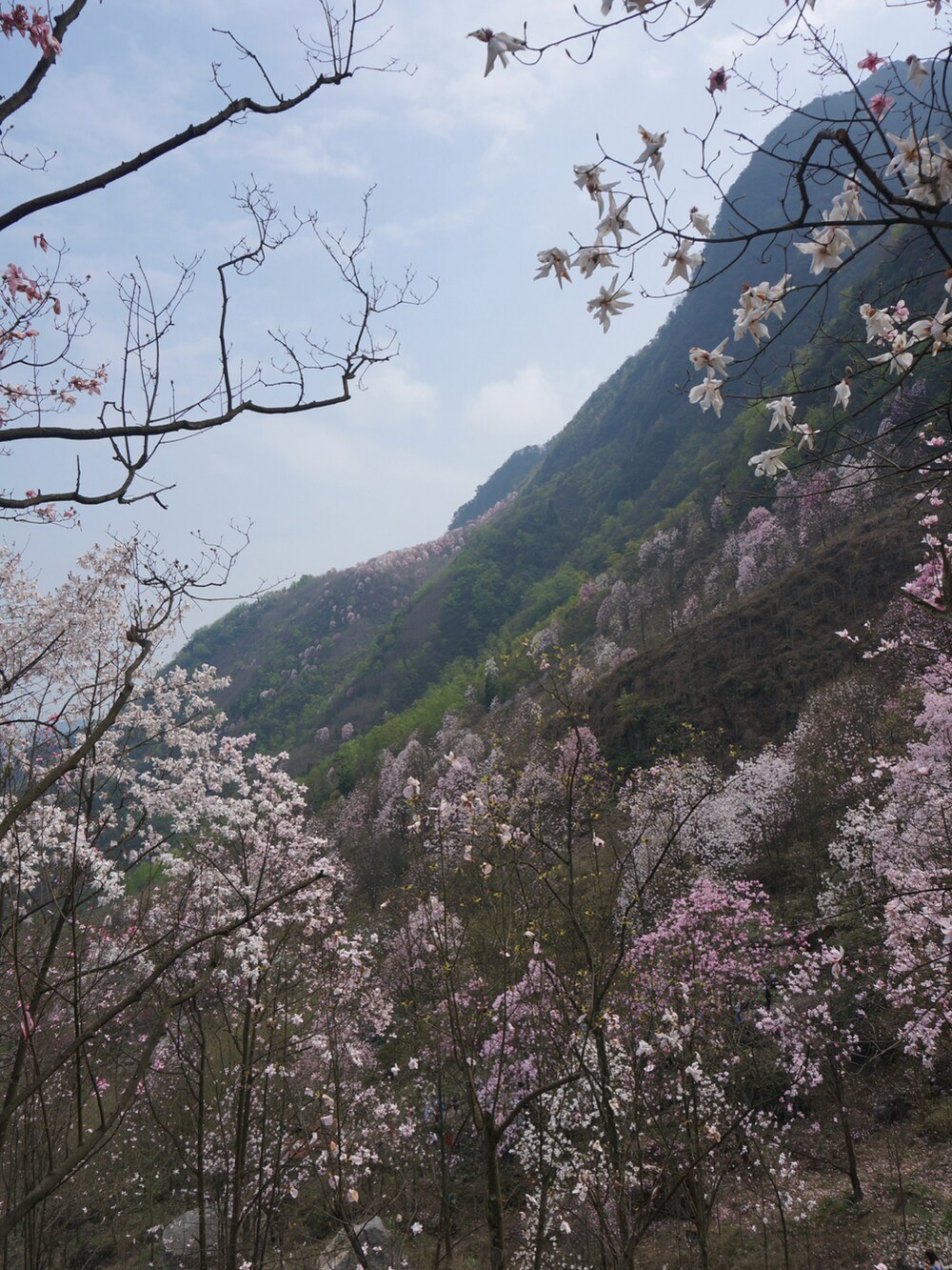 ホワイト系のワンピース、パープル系のワンピースを着用したレディースの春コーディネートの2枚目の写真