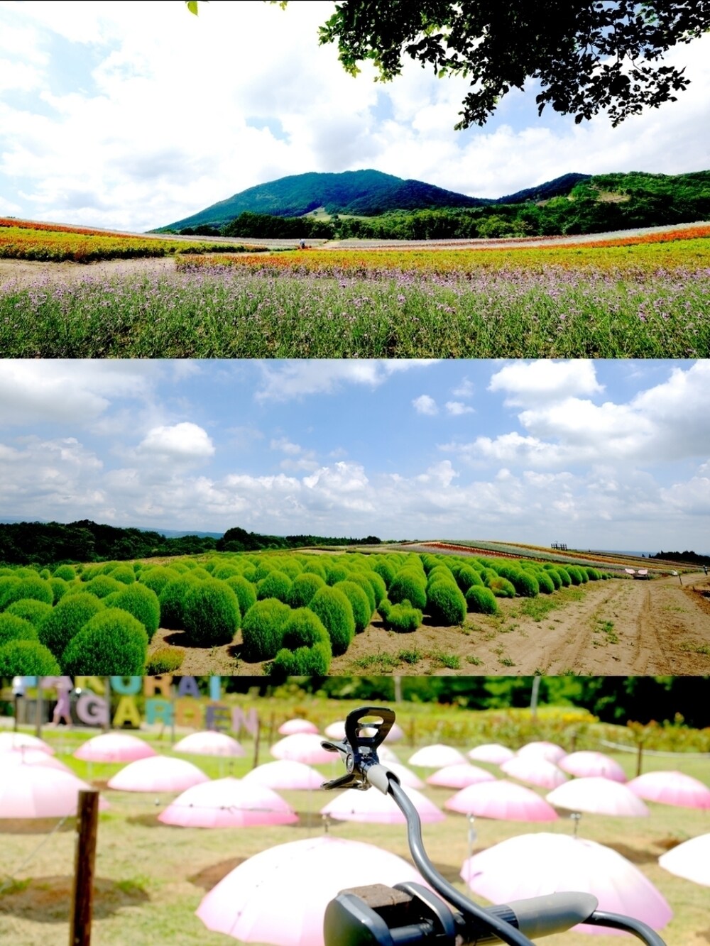 ブルー系のシャツ/ブラウス、ピンク系のその他パンツ、ブラック系のサンダルを着用したメンズの夏コーディネートの5枚目の写真