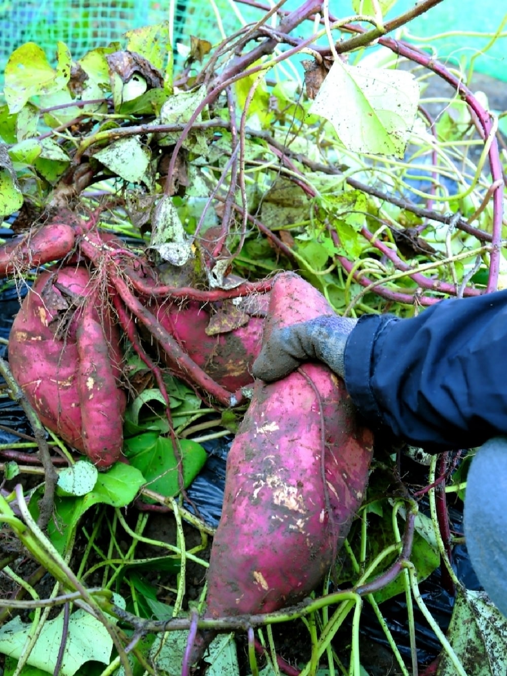 ピンク系のカーゴパンツ、ベージュ系のブーツ、ホワイト系のニット/セーターを着用したメンズの冬コーディネートの2枚目の写真
