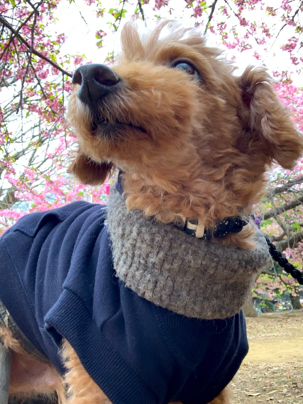 ブラック系のパーカー、ブラウン系のマフラーを着用したメンズの春コーディネートの2枚目の写真