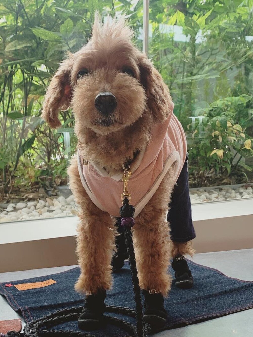 ピンク系のパーカー、ブルー系のキャップ、ブルー系の食器を着用したメンズの夏コーディネートの2枚目の写真