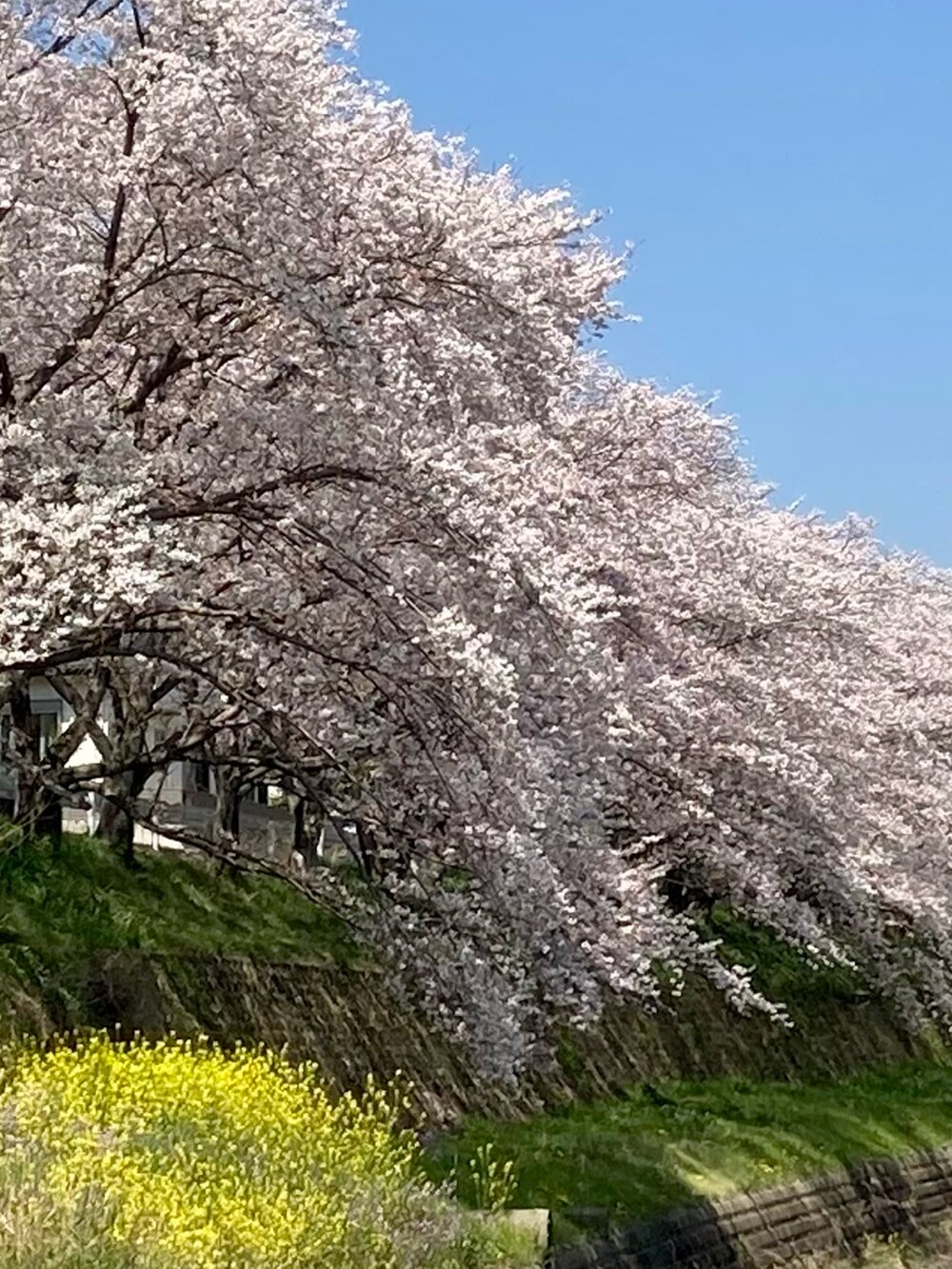 グレー系のシャツ/ブラウス、ベージュ系のその他アウター、ベージュ系のチノパンツを着用したメンズの春コーディネートの5枚目の写真