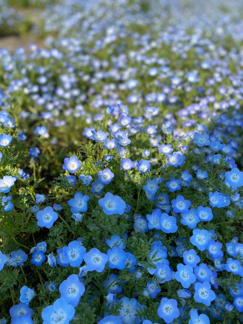 ベージュ系のタンクトップ、ホワイト系のスカート、ベージュ系のカーディガン/ボレロを着用したレディースの春コーディネートの2枚目の写真