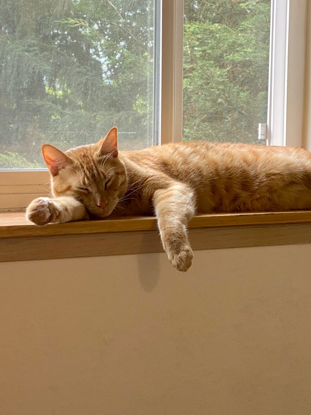 ホワイト系のTシャツ/カットソー、ブルー系のデニムパンツ、ホワイト系のスニーカーを着用したメンズの夏コーディネートの3枚目の写真