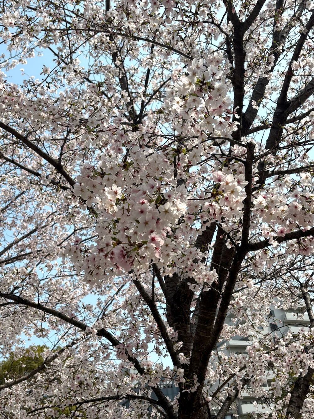 その他のチノパンツ、グリーン系のスニーカー、ブルー系のデニムジャケットを着用したメンズの春コーディネートの2枚目の写真