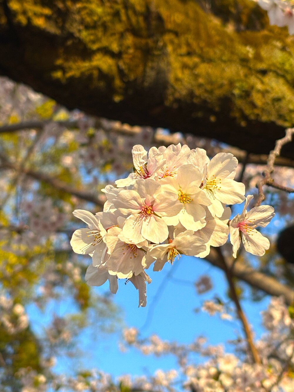ブルー系のその他パンツ、グリーン系のスニーカー、ブルー系のジャージを着用したメンズの春コーディネートの3枚目の写真