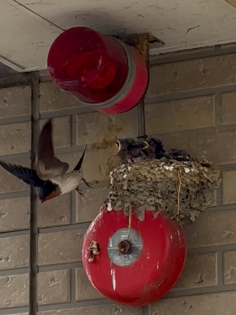 ブルー系のシャツ/ブラウス、ブルー系のデニムパンツ、ブラウン系のブーツを着用したメンズの夏コーディネートの2枚目の写真