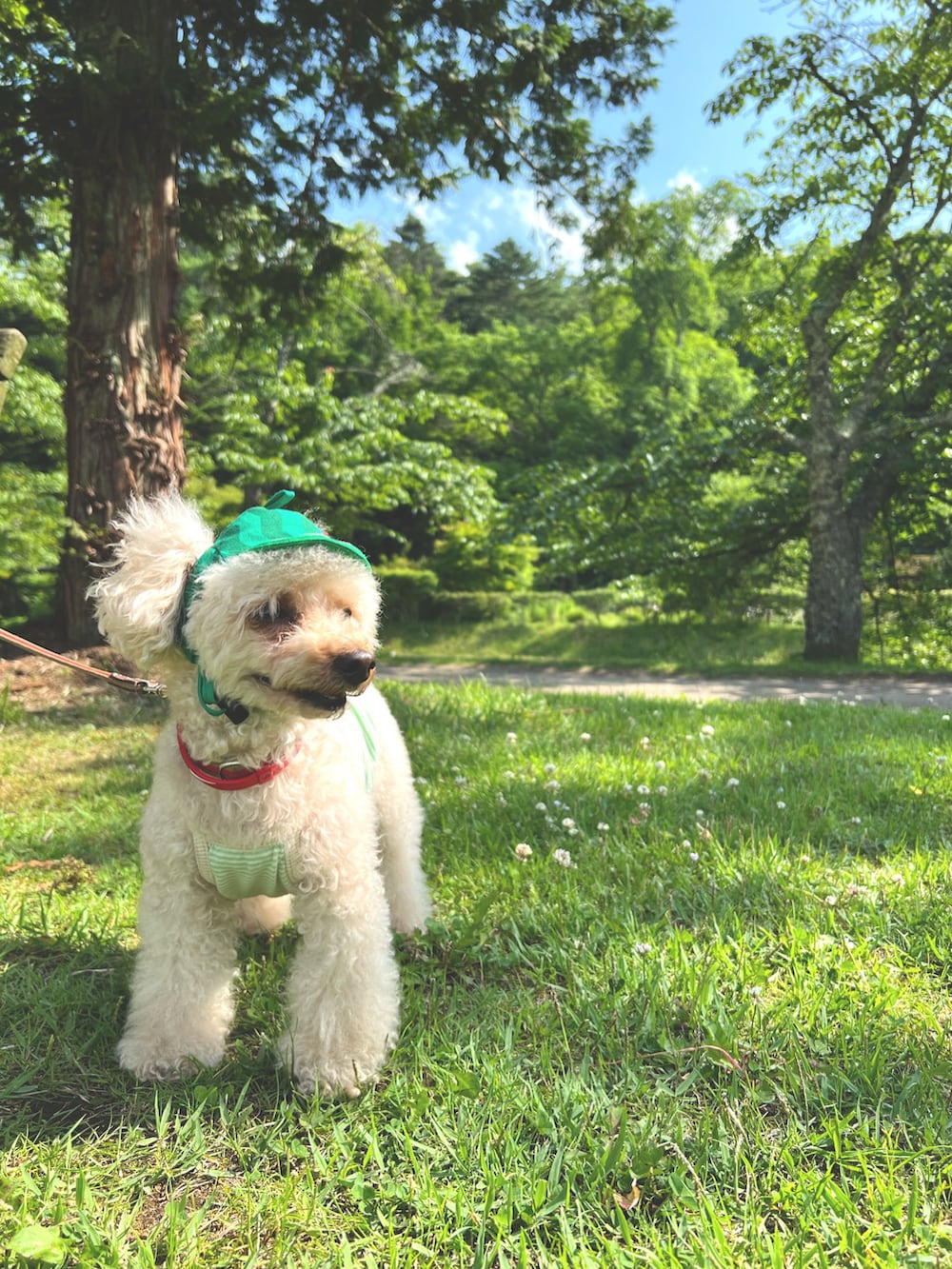 グリーン系のフォーマルスーツ/小物、グリーン系のペットウェア、ブラウン系の食器/キッチンを着用したレディースの冬コーディネートの2枚目の写真