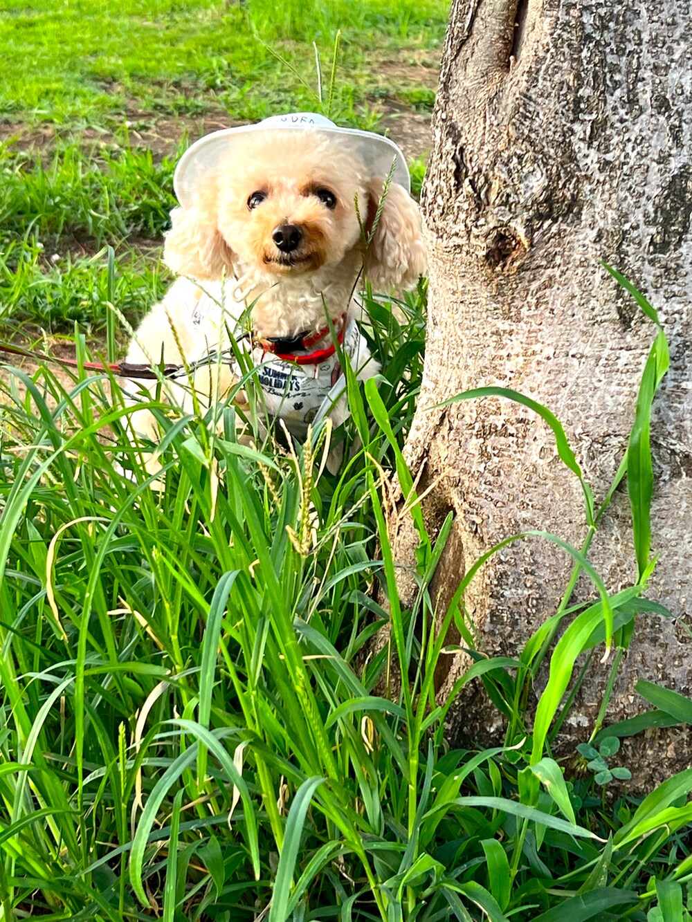 ホワイト系のワンピース、グリーン系のショルダーバッグ、ホワイト系のスニーカーを着用したレディースの夏コーディネートの3枚目の写真