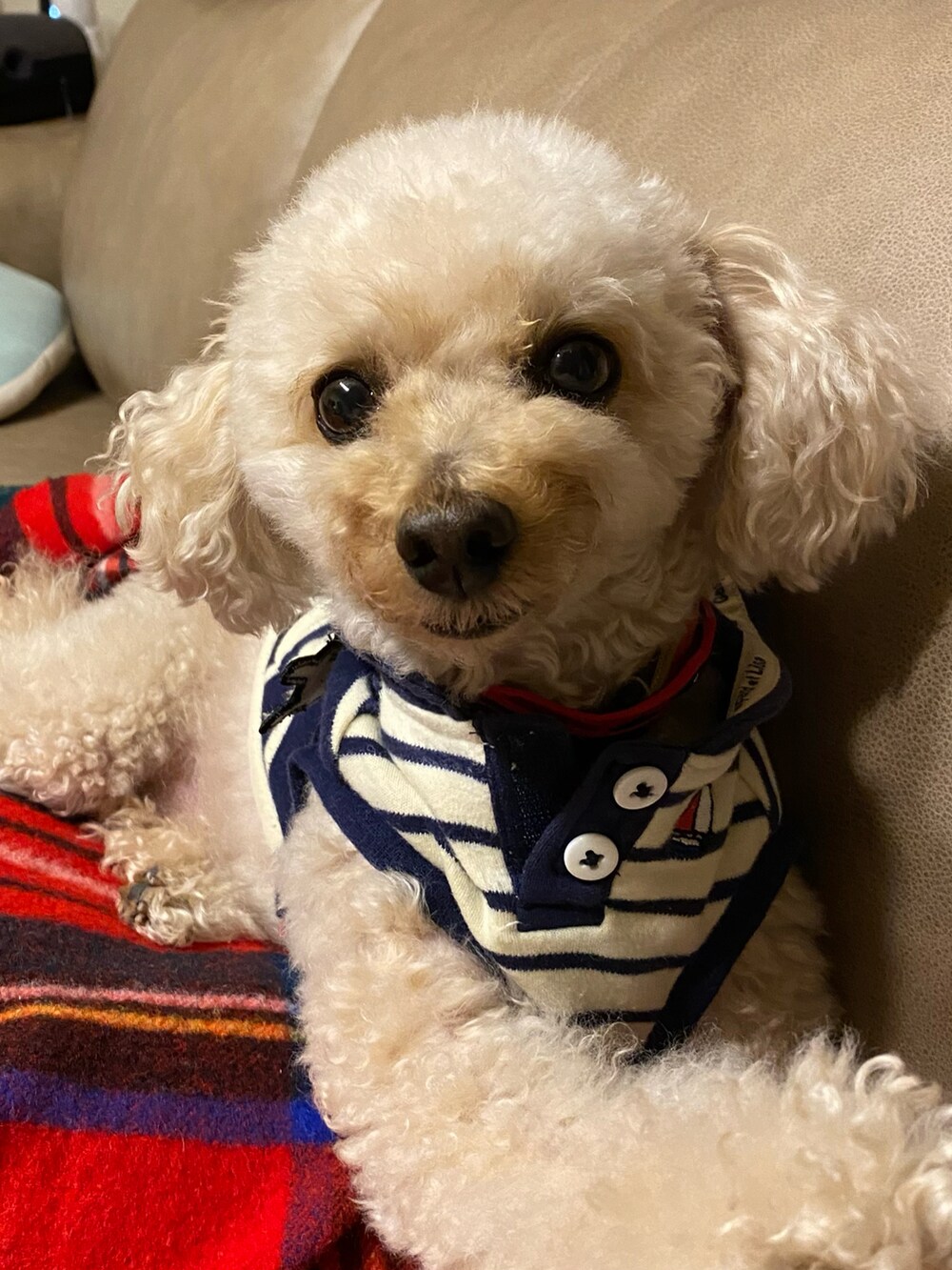 ブラック系のTシャツ/カットソー、ブルー系のシャツ/ブラウス、ブラック系のその他パンツを着用したレディースの秋コーディネートの4枚目の写真