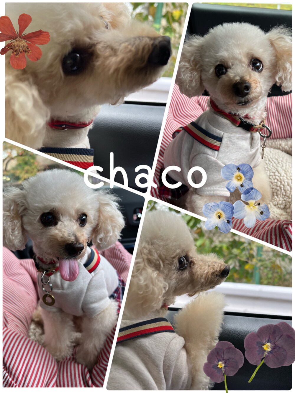 ホワイト系のシャツ/ブラウス、ブラック系のベスト、ブラック系のショルダーバッグを着用したレディースの冬コーディネートの5枚目の写真