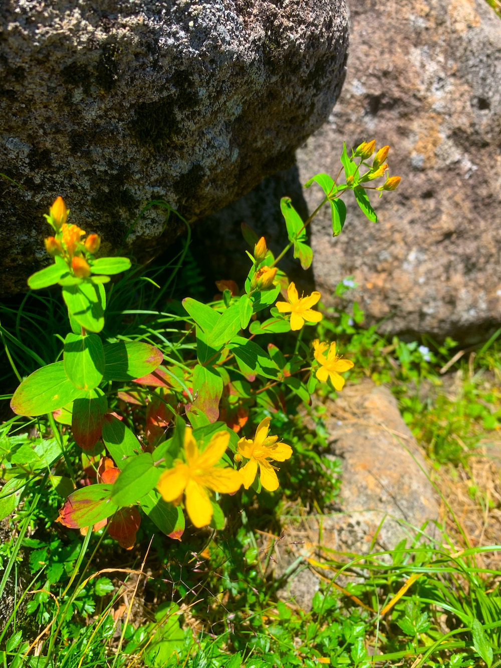 ブラウン系のスニーカー、ゴールド系のパンツ、イエロー系のバックパック/リュックを着用したメンズの夏コーディネートの5枚目の写真