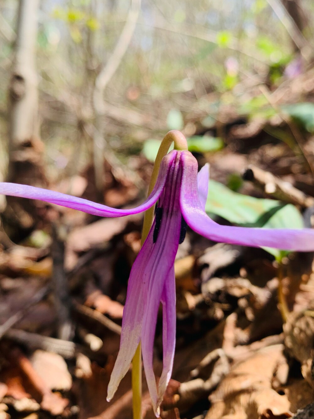 グリーン系のその他パンツ、ブラウン系のブーツ、ブルー系のマウンテンパーカーを着用したメンズの春コーディネートの4枚目の写真
