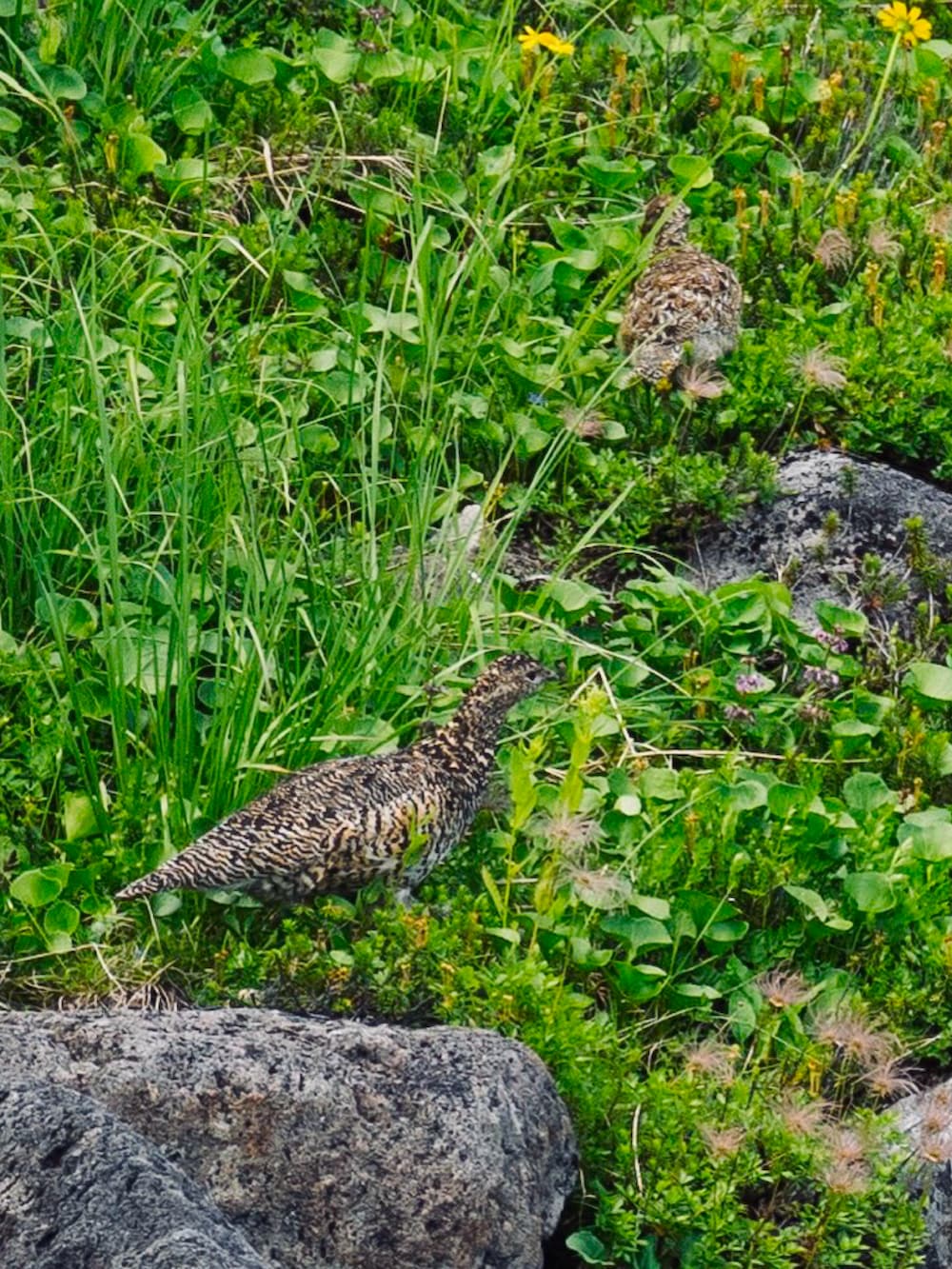 ブラウン系のスニーカー、ゴールド系のパンツ、イエロー系のバックパック/リュックを着用したメンズの夏コーディネートの2枚目の写真