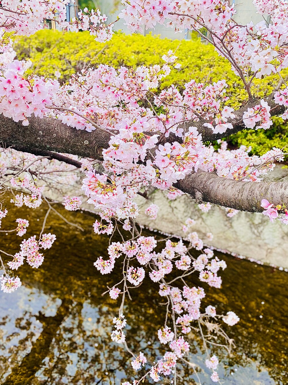「桜、ピンク、ピンクコーデ、ピンクパンツ、春コーデ、LEE、Lee、chaopanic、チャオパニックティピー(CIAOPANIC TYPY)、チャオパニック、オーバーサイズシャツ、GU、GUコーデ、春服みてみて、エアフォースワン」｜「GUのアイテム（シャツ/ブラウス、ブラック系）」を使った、KEITA(ΦωΦ)さん（メンズ・182cm）の春コーディネートの5枚目の写真