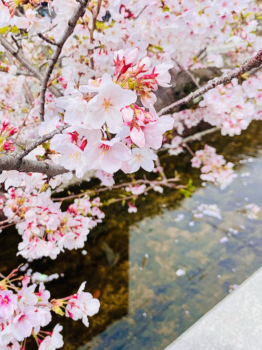 「桜、ピンク、ピンクコーデ、ピンクパンツ、春コーデ、LEE、Lee、chaopanic、チャオパニックティピー(CIAOPANIC TYPY)、チャオパニック、オーバーサイズシャツ、GU、GUコーデ、春服みてみて、エアフォースワン」｜「GUのアイテム（シャツ/ブラウス、ブラック系）」を使った、KEITA(ΦωΦ)さん（メンズ・182cm）の春コーディネートの4枚目の写真