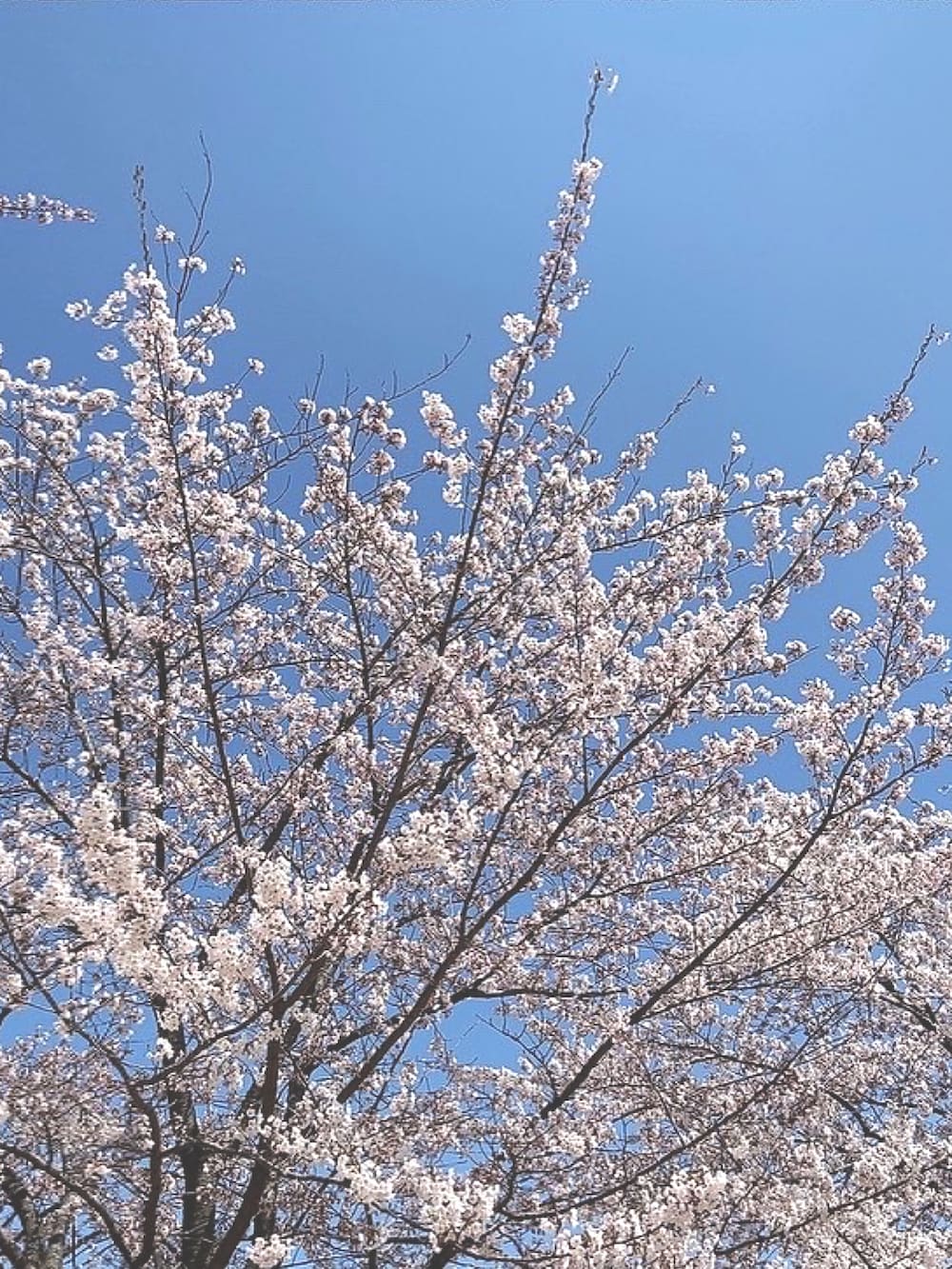 ホワイト系のスウェット、シルバー系のリングを着用したレディースの春コーディネートの3枚目の写真