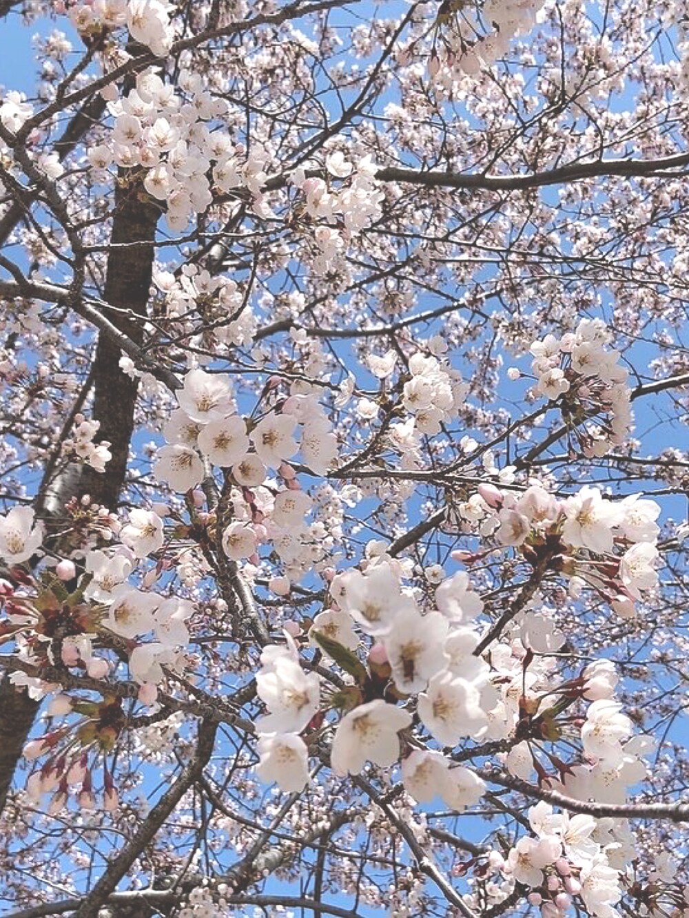 ホワイト系のスウェット、シルバー系のリングを着用したレディースの春コーディネートの2枚目の写真