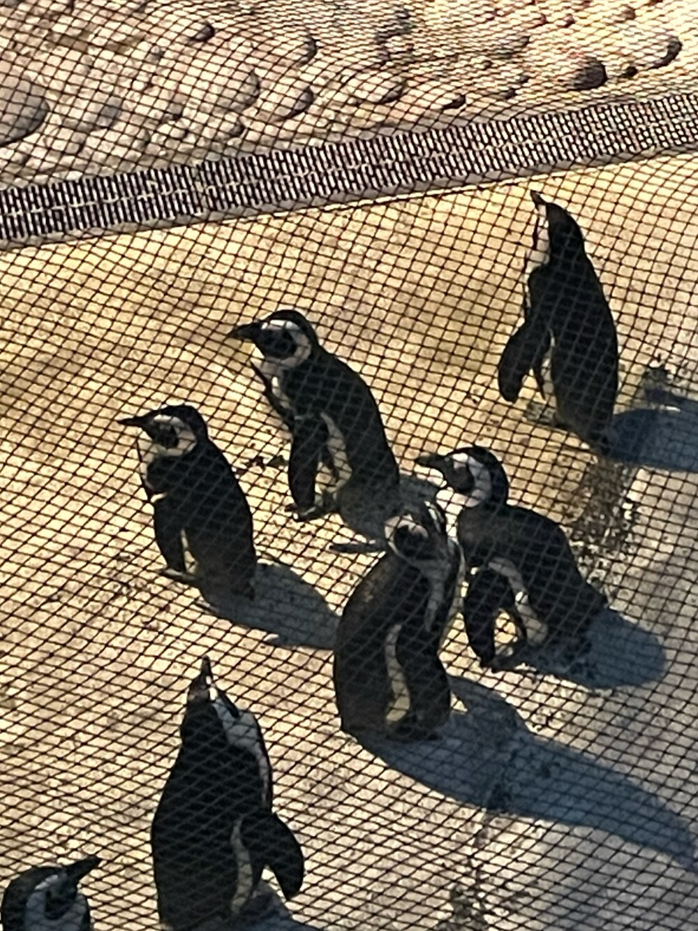 グリーン系のモッズコート、グレー系のデニムパンツ、ブラック系のスニーカーを着用したメンズの冬コーディネートの2枚目の写真