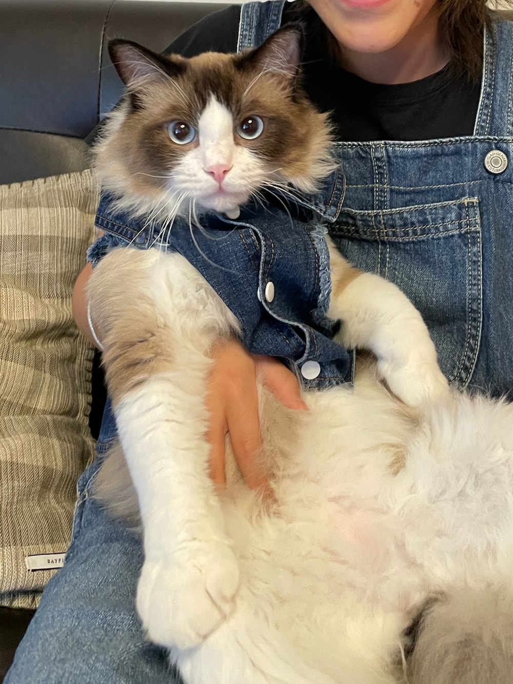 ブルー系のサロペット/オーバーオール、ブラック系のTシャツ/カットソー、ブルー系のペットウェアを着用したキッズの夏コーディネートの5枚目の写真