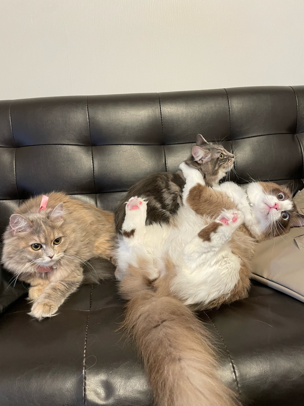 ブルー系のルームウェア/パジャマ、ベージュ系のクッション/クッションカバー、その他のペットグッズを着用したキッズの冬コーディネートの5枚目の写真