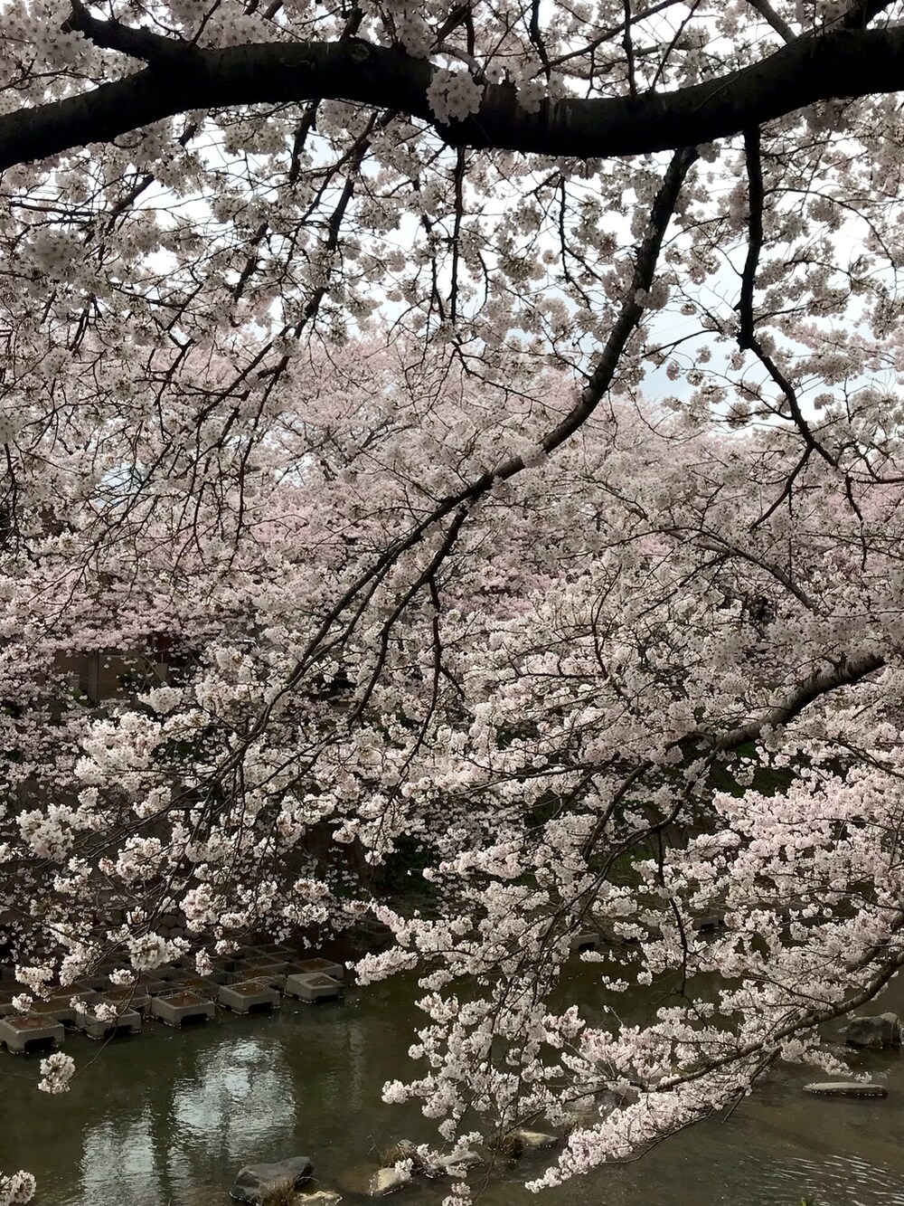 ブルー系のデニムパンツ、ブラック系のスカジャン、ホワイト系のスニーカーを着用したメンズの春コーディネートの4枚目の写真