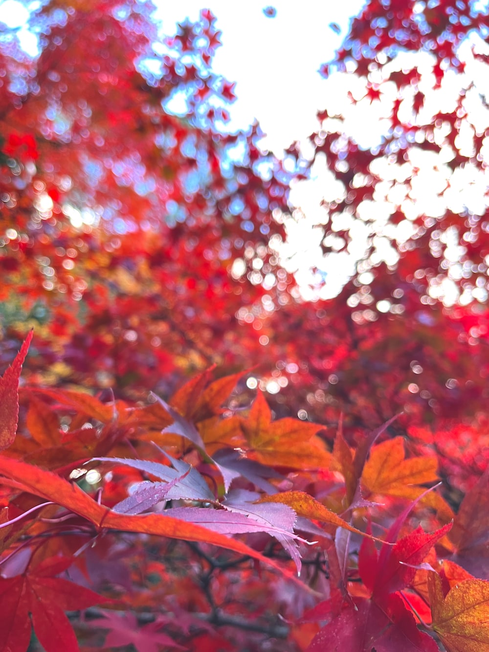 グレー系のパンツ、ブラウン系のブルゾンを着用したメンズの冬コーディネートの2枚目の写真