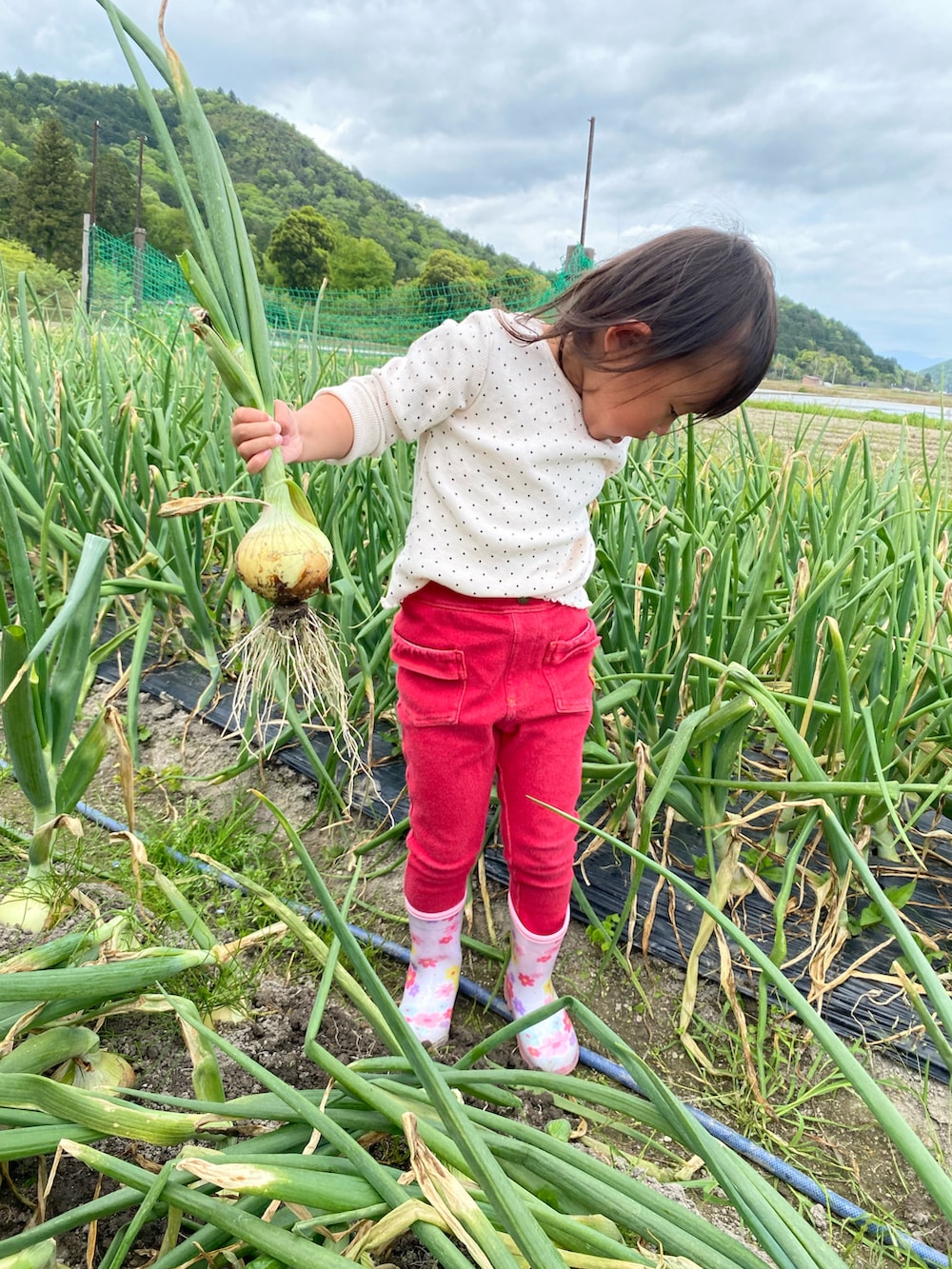 「農作業、お外遊び、カラーパンツ、カラーコーデ、女の子コーデ、長靴、レインシューズ、赤パンツ、ドット柄、ドット、キッズコーデ」｜「MIKI HOUSEのプッチー＆うさこ レインブーツ（レインシューズ、ピンク系）」を使った、ジュンコさん（レディース・156cm）の春コーディネートの2枚目の写真