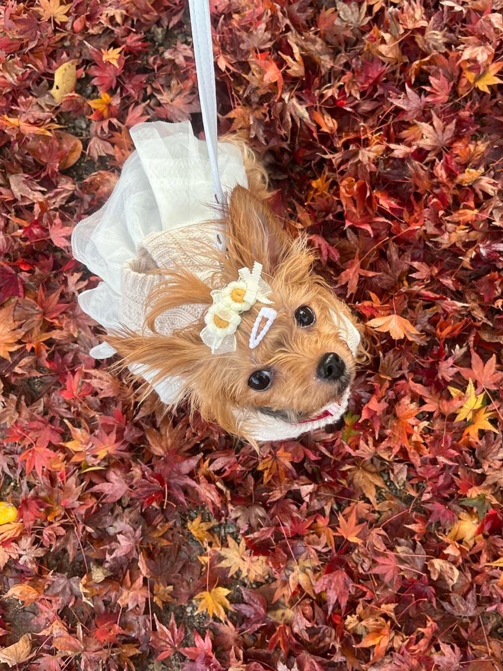 ホワイト系のワンピース、ベージュ系のニット/セーター、ホワイト系のヘアピンを着用したレディースの春コーディネートの2枚目の写真