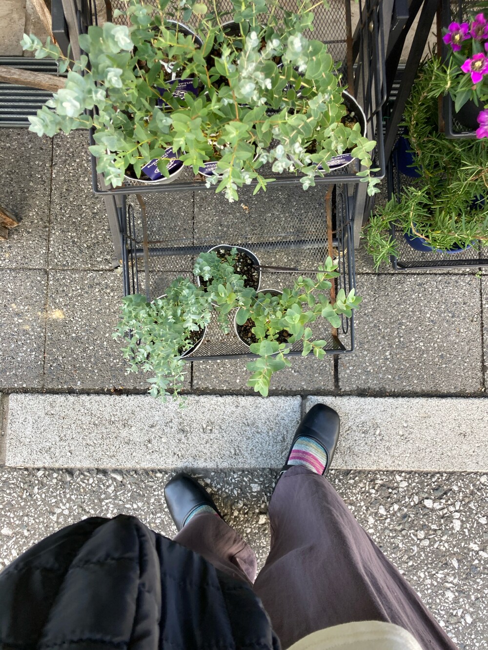 「ソックス、ソックスコーデ、柄ソックス、メリノウール、Sockwell、ペンギンパンツ、サマンサ モスモス(Samansa Mos2)」｜「SockWellの[LD209W]BLANKET TWILL　Ladies  CHARCOAL（ソックス/靴下、グレー系）」を使った、まゆみんさん（レディース・160cm）の秋コーディネートの4枚目の写真