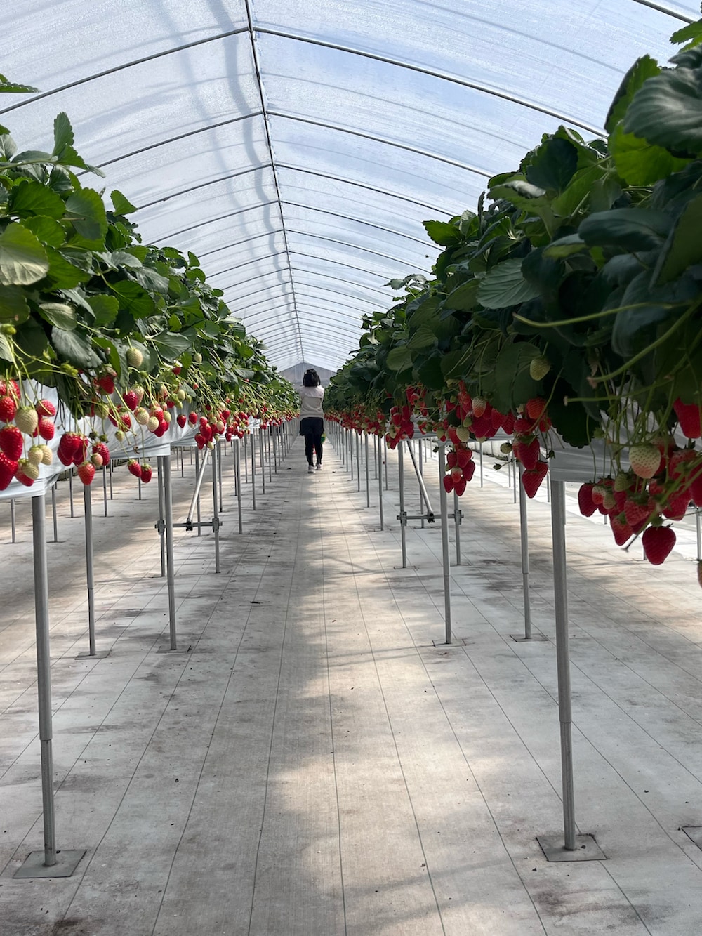 ホワイト系のシャツ/ブラウス、ホワイト系のカーディガン/ボレロ、グレー系のその他パンツを着用したキッズの春コーディネートの4枚目の写真