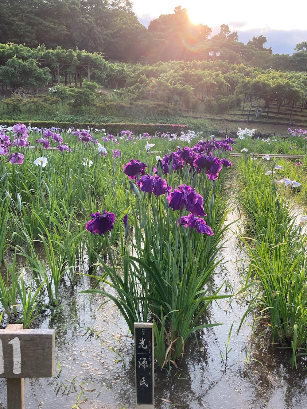 ベージュ系のサンダル、ブルー系のスラックス、ピンク系のショルダーバッグを着用したレディースの夏コーディネートの3枚目の写真