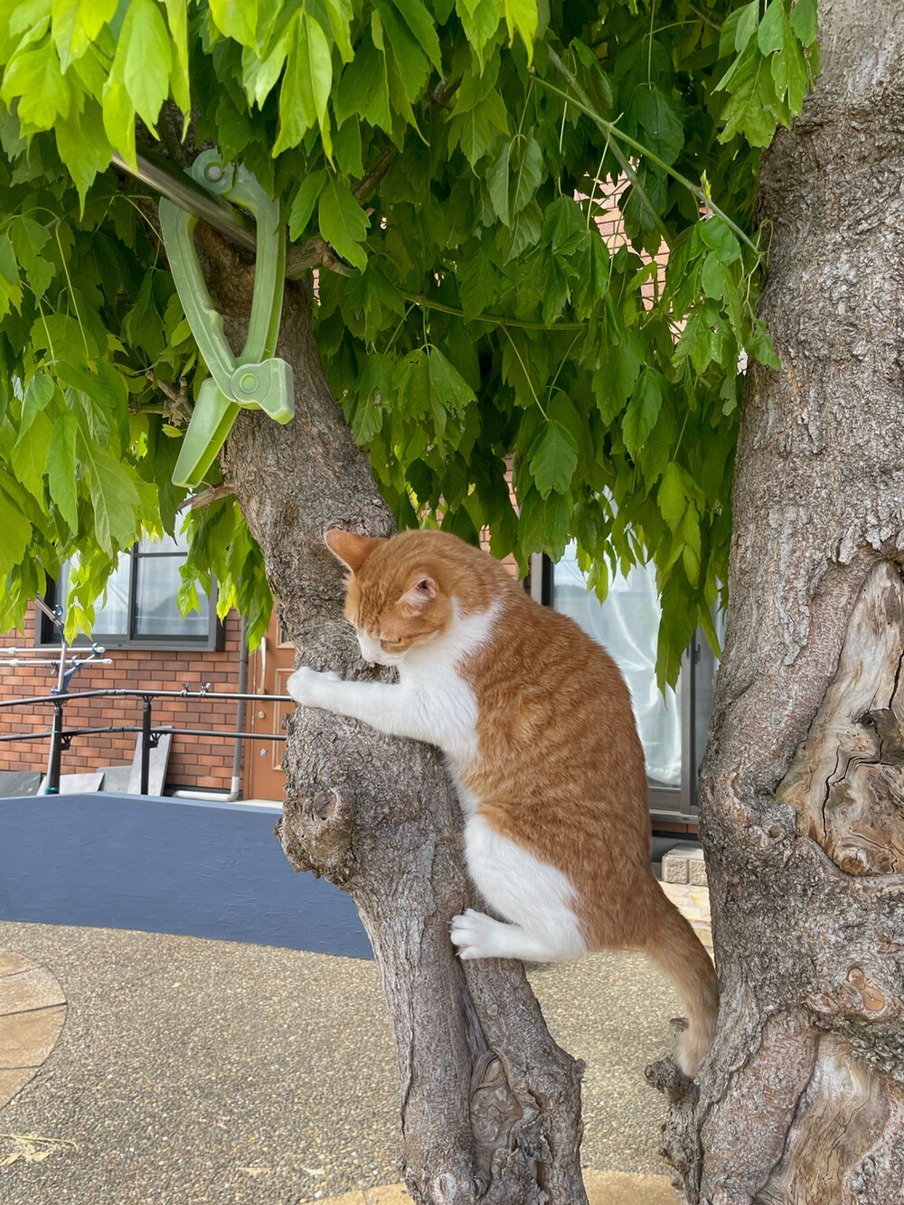 イエロー系のTシャツ/カットソー、ホワイト系のシャツ/ブラウス、ブラック系のパンツを着用したレディースの夏コーディネートの3枚目の写真
