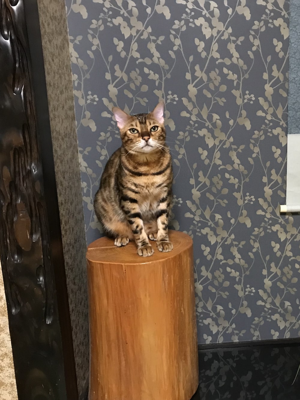 ブラック系のニット/セーター、ブルー系のデニムパンツ、ベージュ系のショルダーバッグを着用したレディースの冬コーディネートの3枚目の写真