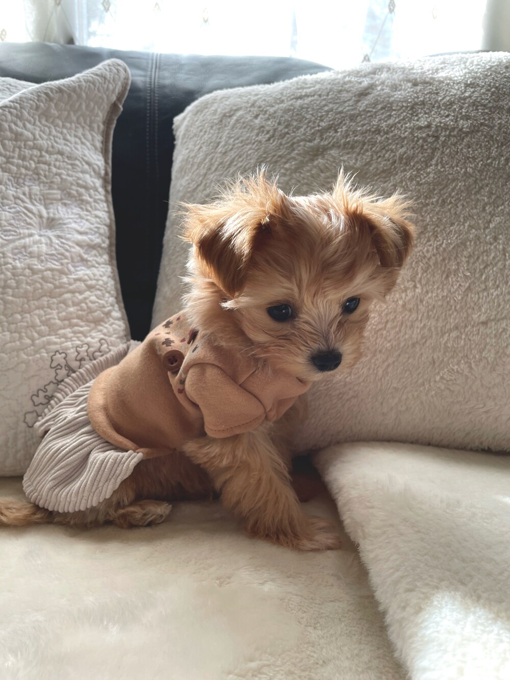 ベージュ系のペットウェアを着用したレディースの冬コーディネートの3枚目の写真