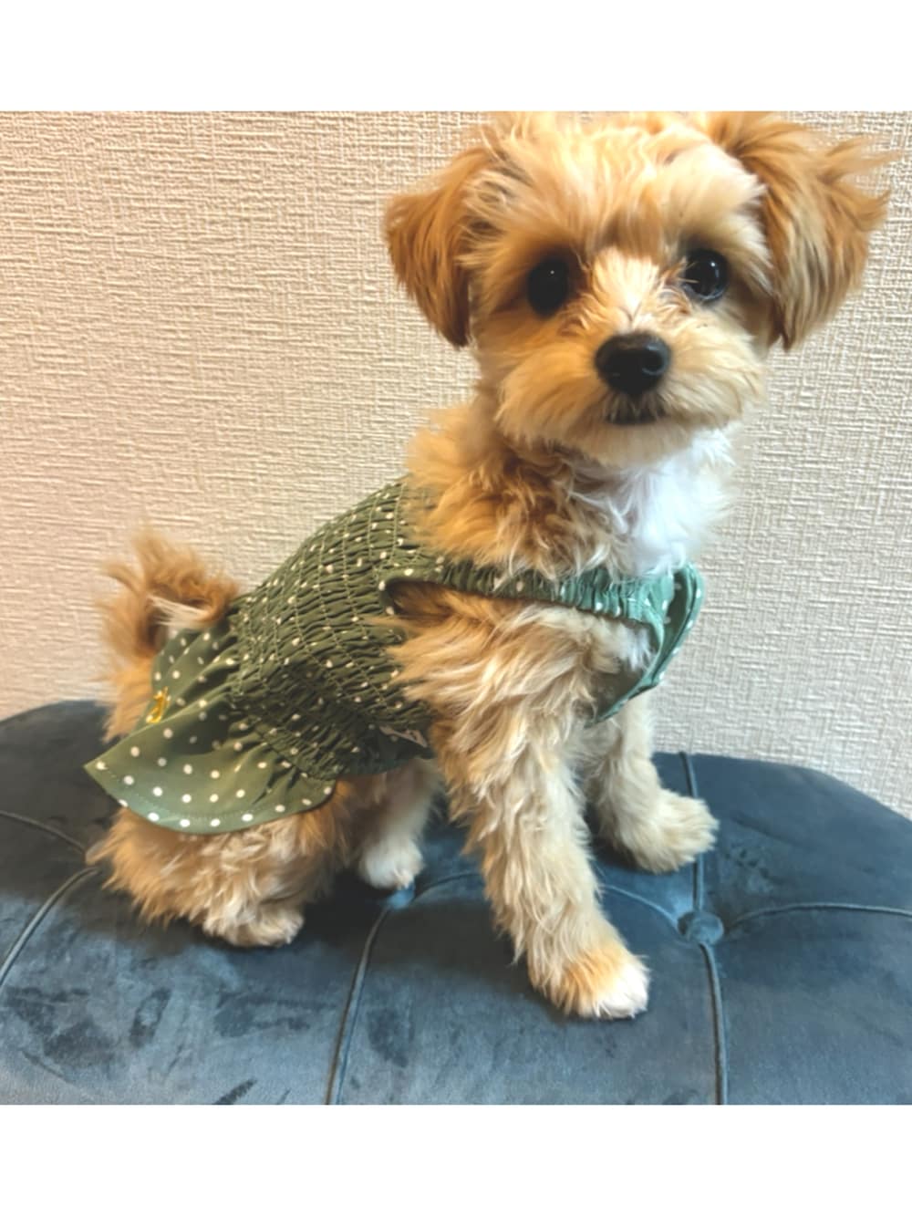 グリーン系のペットウェアを着用したレディースの冬コーディネートの2枚目の写真