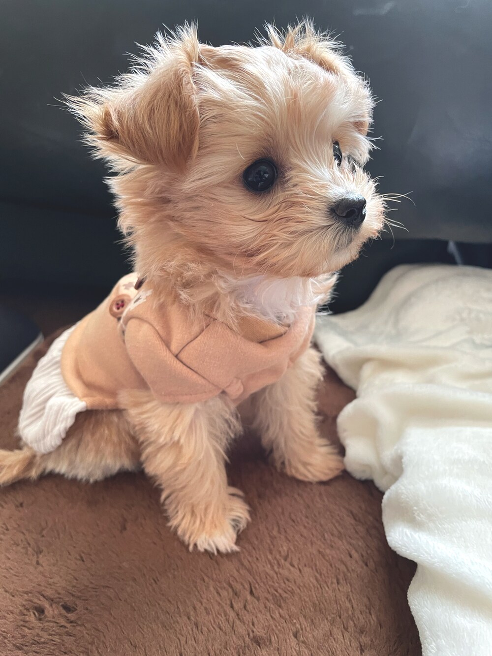 ベージュ系のペットウェアを着用したレディースの冬コーディネートの2枚目の写真