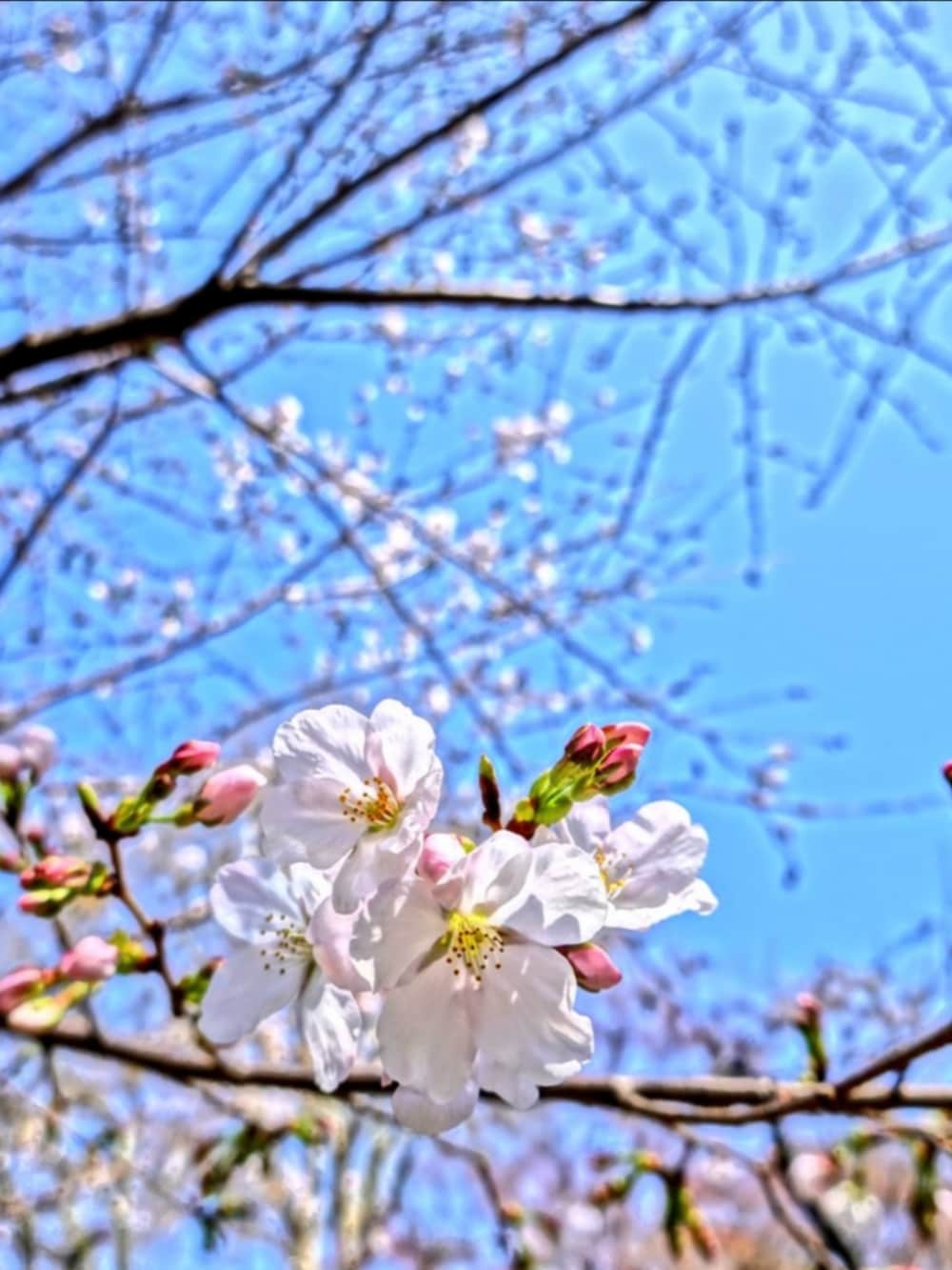 ブラック系のブーツ、ブルー系のデニムパンツ、グレー系のシャツ/ブラウスを着用したメンズの春コーディネートの3枚目の写真