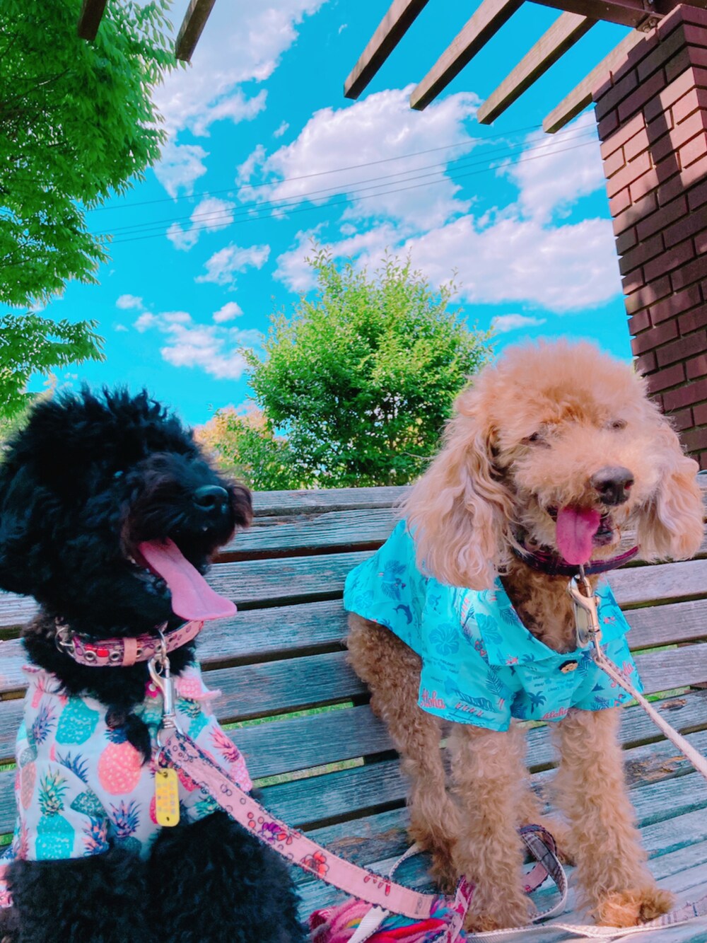 「ハグフェス、アロハシャツ、愛犬と一緒、カンカン帽、白オーバーオール、オバオル友の会、オーバーオールLOVEの会、好きな服を着隊、我が道をゆく隊、ジェンダーレス部、WEAR昭和部」｜「GUのアイテム（サロペット/オーバーオール、ホワイト系）」を使った、ずんちゃ🌞さん（レディース・163cm）の夏コーディネートの3枚目の写真