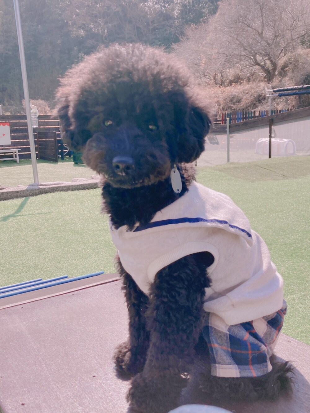 「愛犬と一緒、リンクコーデ、チェック、ベスパー、キャスケット、好きな服を着隊、我が道をゆく隊、ジェンダーレス部、WEAR昭和部」｜「jouetieのプルオーバーパーカー（パーカー、ブルー系）」を使った、ずんちゃ🌞さん（レディース・163cm）の春コーディネートの4枚目の写真