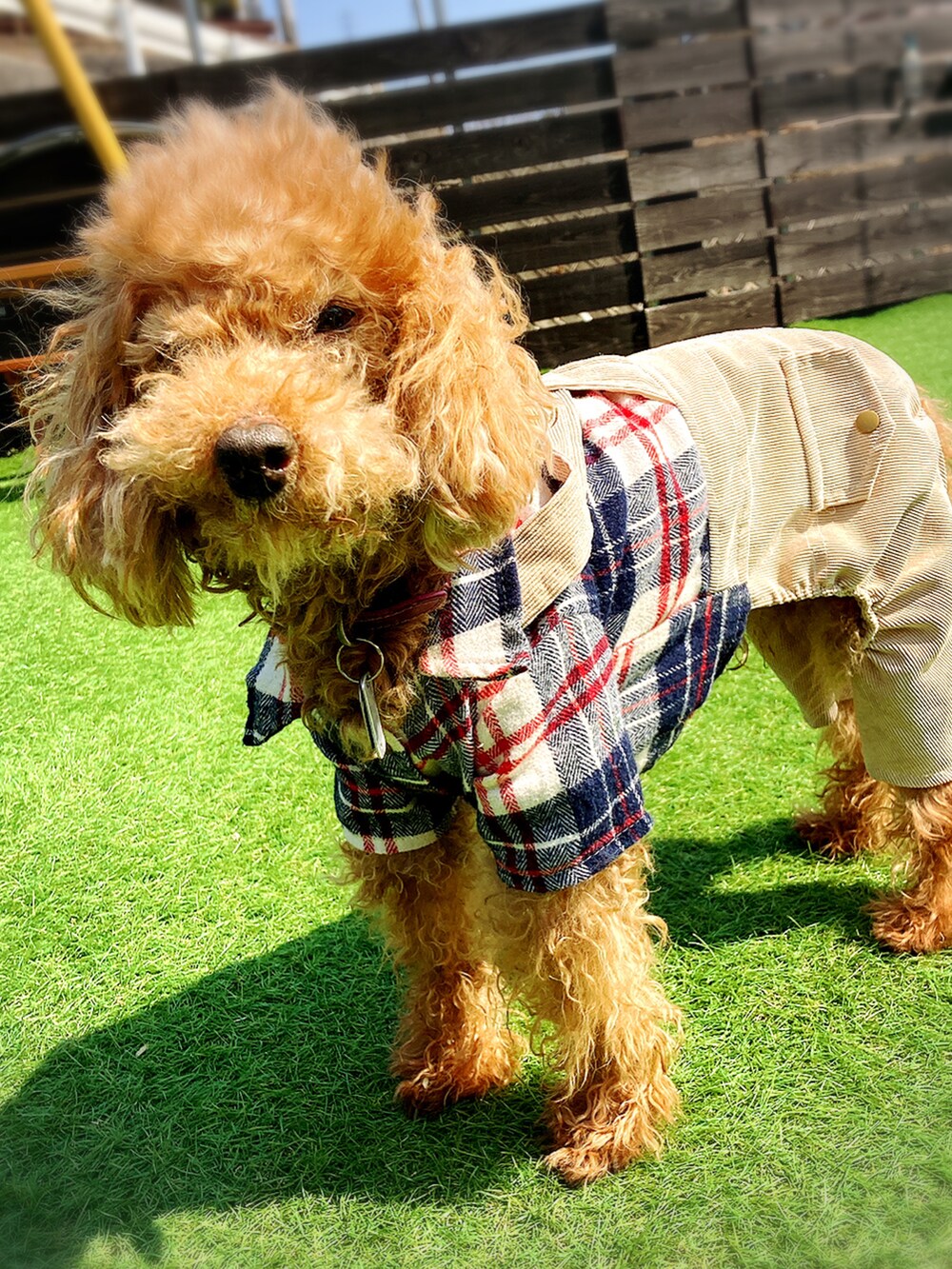 「愛犬と一緒、リンクコーデ、チェック、ベスパー、キャスケット、好きな服を着隊、我が道をゆく隊、ジェンダーレス部、WEAR昭和部」｜「jouetieのプルオーバーパーカー（パーカー、ブルー系）」を使った、ずんちゃ🌞さん（レディース・163cm）の春コーディネートの3枚目の写真