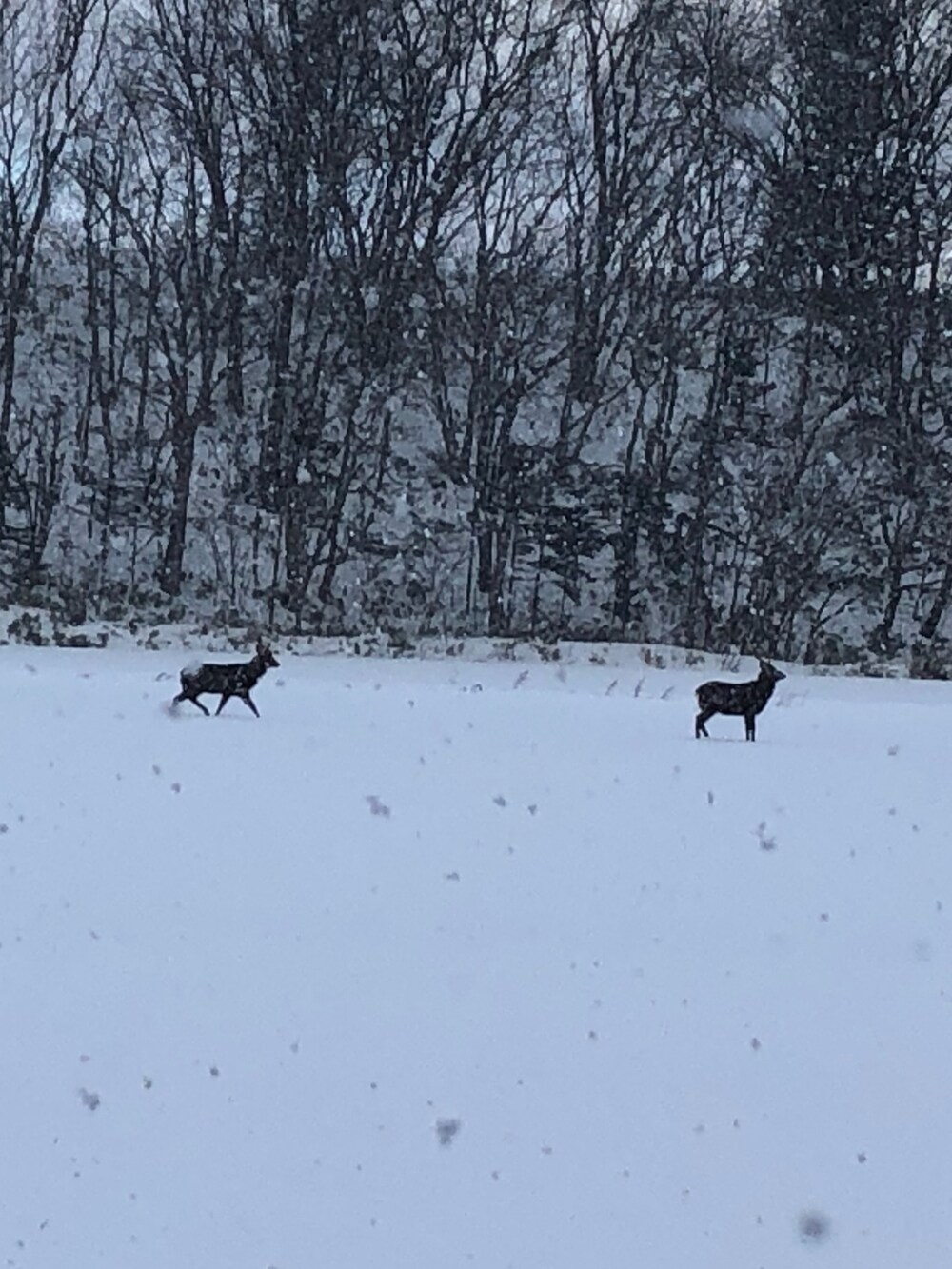 レッド系のスカート、ブルー系のパーカー、ホワイト系のシャツ/ブラウスを着用したレディースの冬コーディネートの2枚目の写真