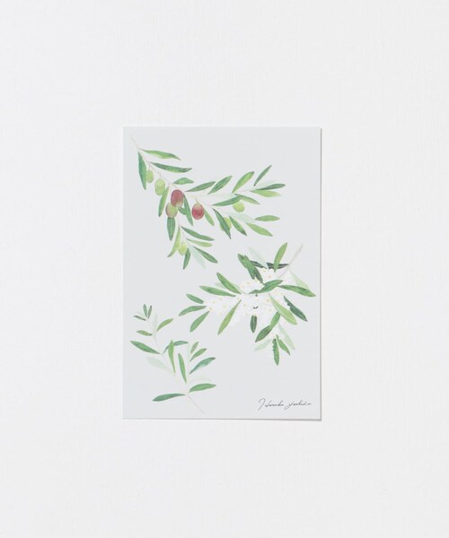 URBAN RESEARCH（アーバンリサーチ）の「はるかぜ染色工房　ポストカード（その他雑貨・メンズ・スズラン/野葡萄/カモミール/ミモザの花束/アネモネの花束/オリーブ/スミレ/ミモザグレー・-）」の16枚目の写真