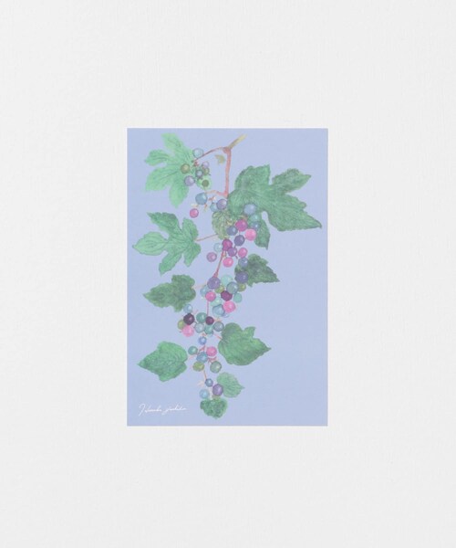 URBAN RESEARCH（アーバンリサーチ）の「はるかぜ染色工房　ポストカード（その他雑貨・メンズ・スズラン/野葡萄/カモミール/ミモザの花束/アネモネの花束/オリーブ/スミレ/ミモザグレー・-）」の14枚目の写真