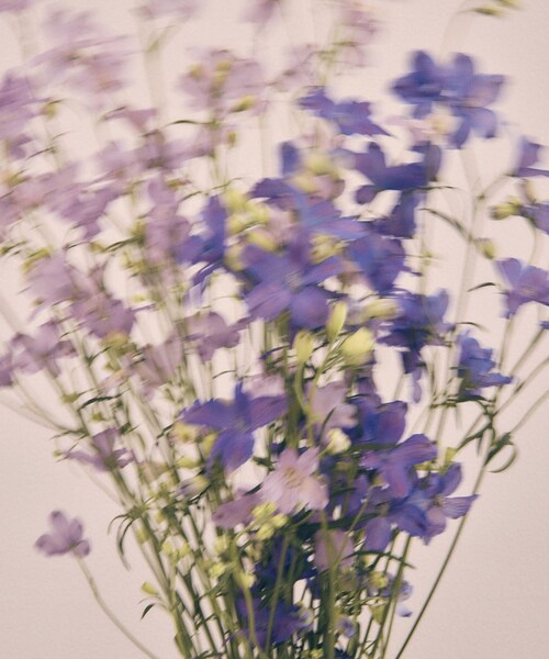 VIS（ビス）の「【DILIGENCE PARLOUR】VIS別注モデルフラワーロゴスウェット【セットアップ対応】（スウェット・レディース・ネイビー/ブルー系/イエロー・F）」の15枚目の写真